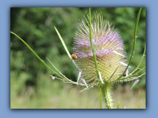 easel and Hoverfly. Near Hetton House Wood. 10th August 2021.jpg